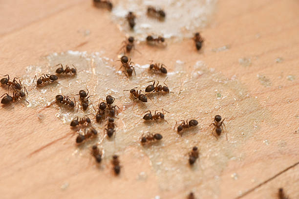 Best Wildlife Control Services  in Genesee, CO