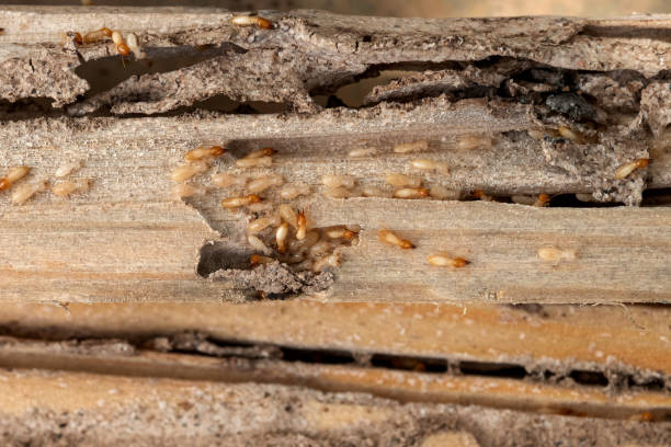 Best Termite Control Services  in Genesee, CO