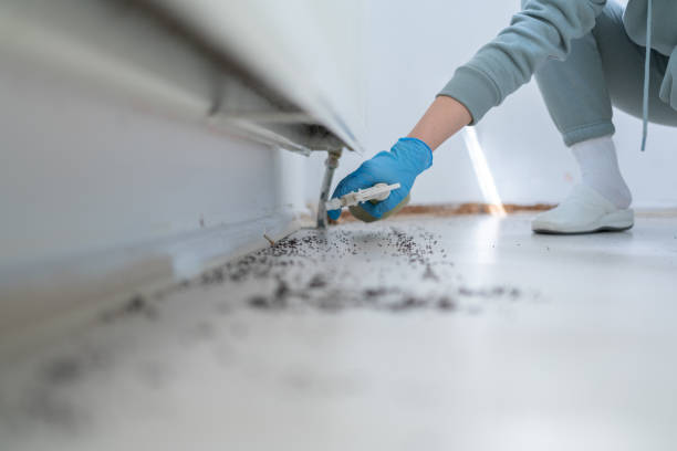 Insect Control in Genesee, CO